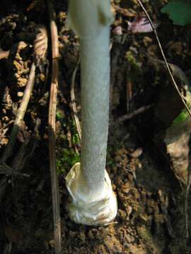 Image of European destroying angel