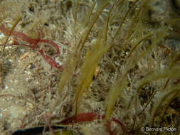 Image of plume hydroid