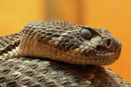 Image of Western Diamond-backed Rattlesnake