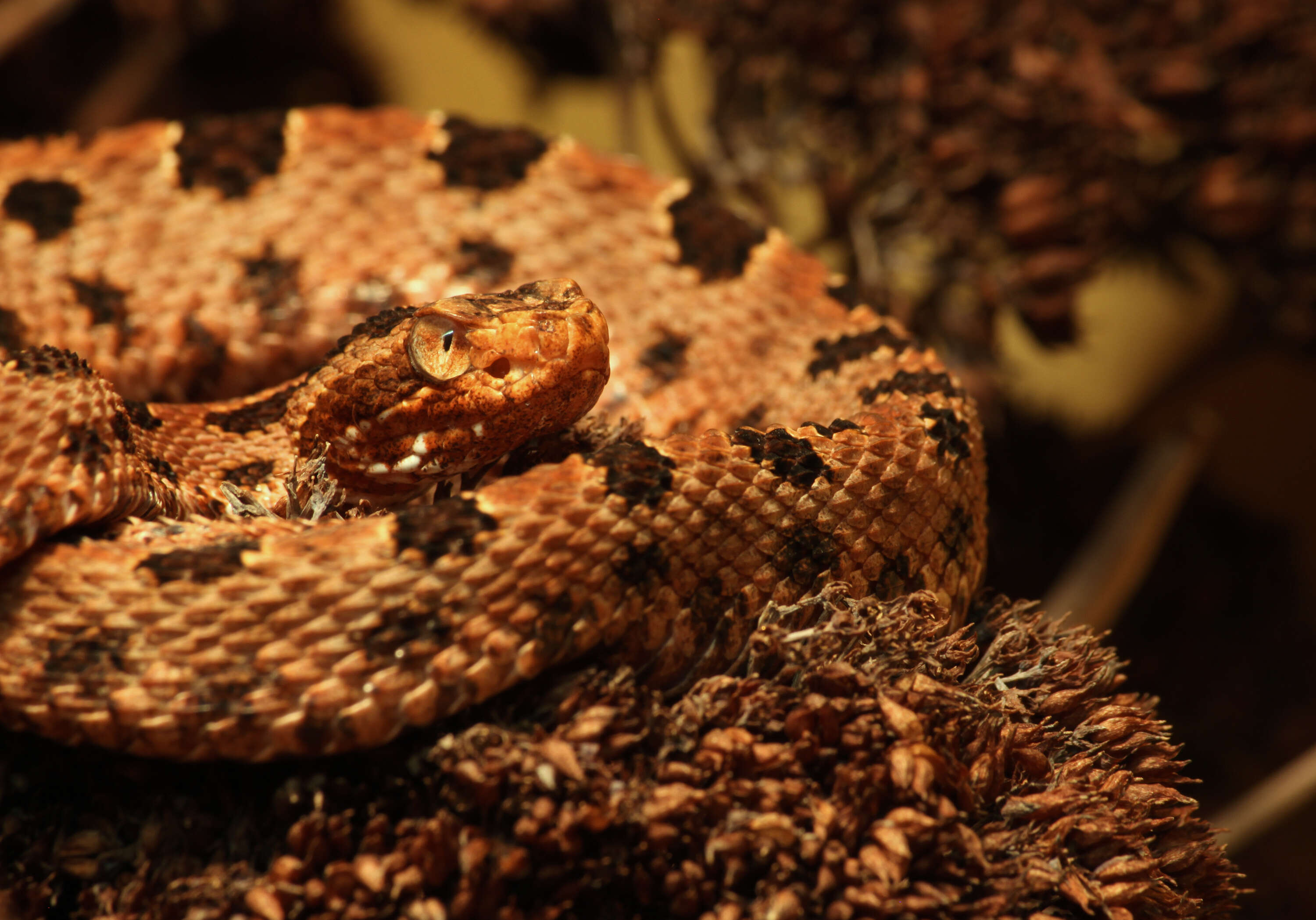 Image of Pygmy Rattlesnake