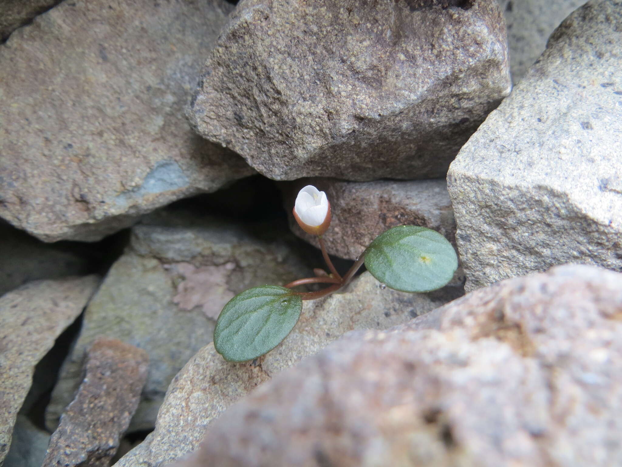 Claytonia umbellata S. Wats. resmi