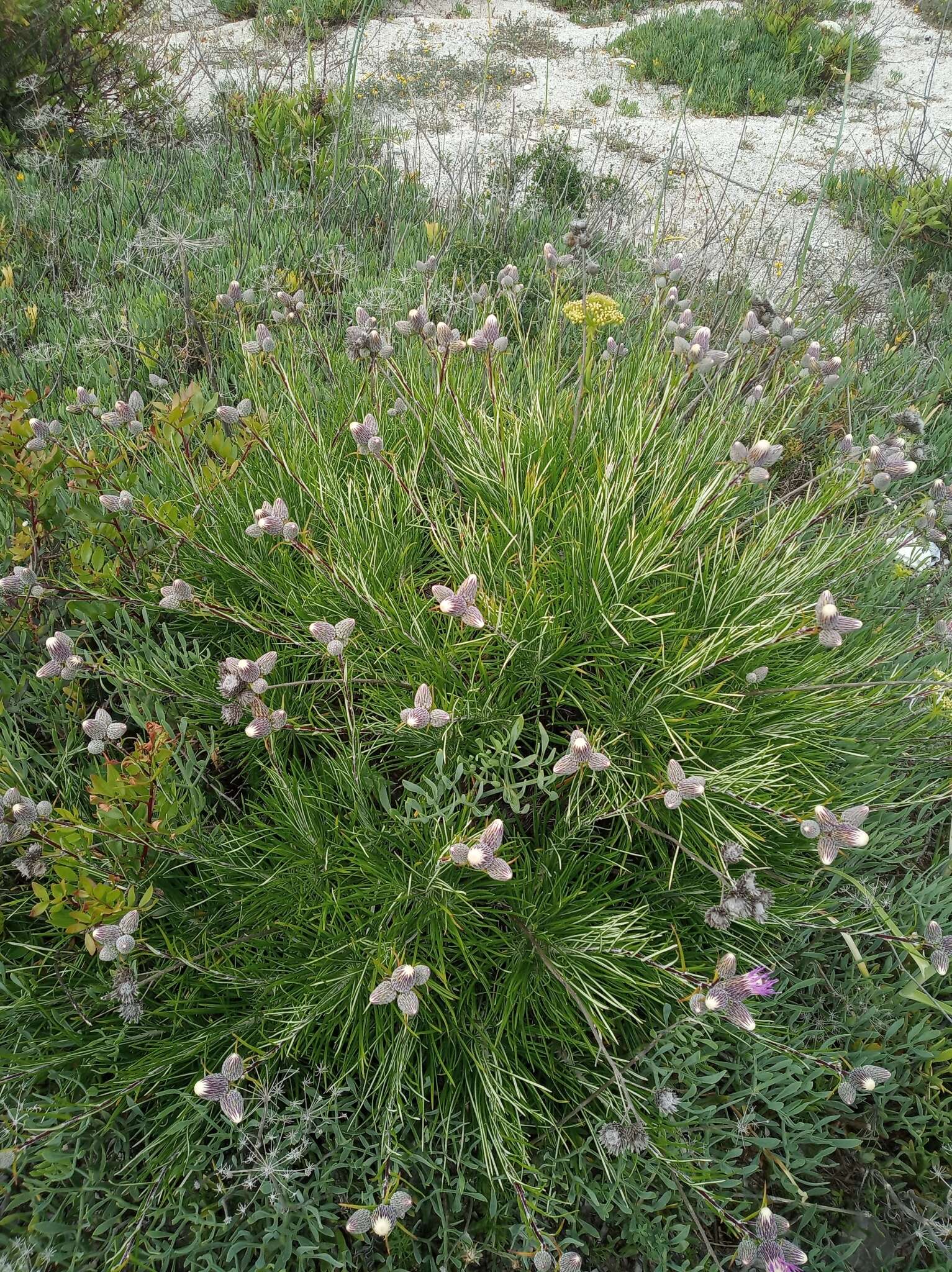 Слика од Ptilostemon chamaepeuce (L.) Less.