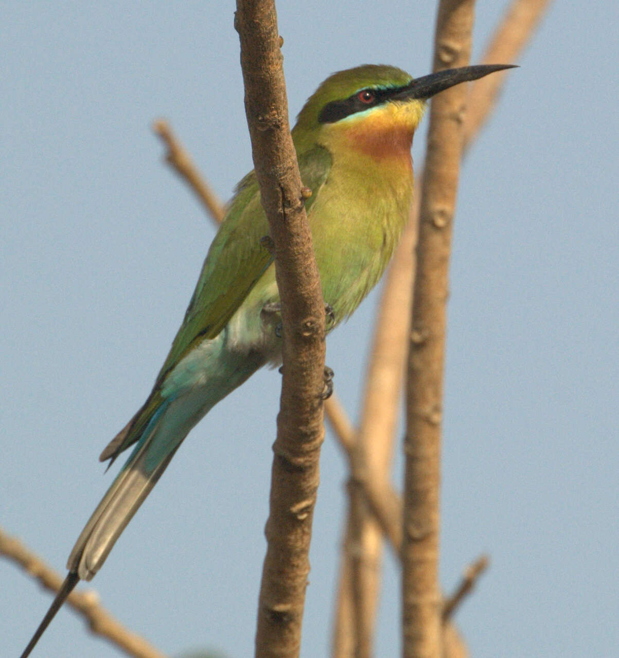 Image of Blue-tailed Bee-eater