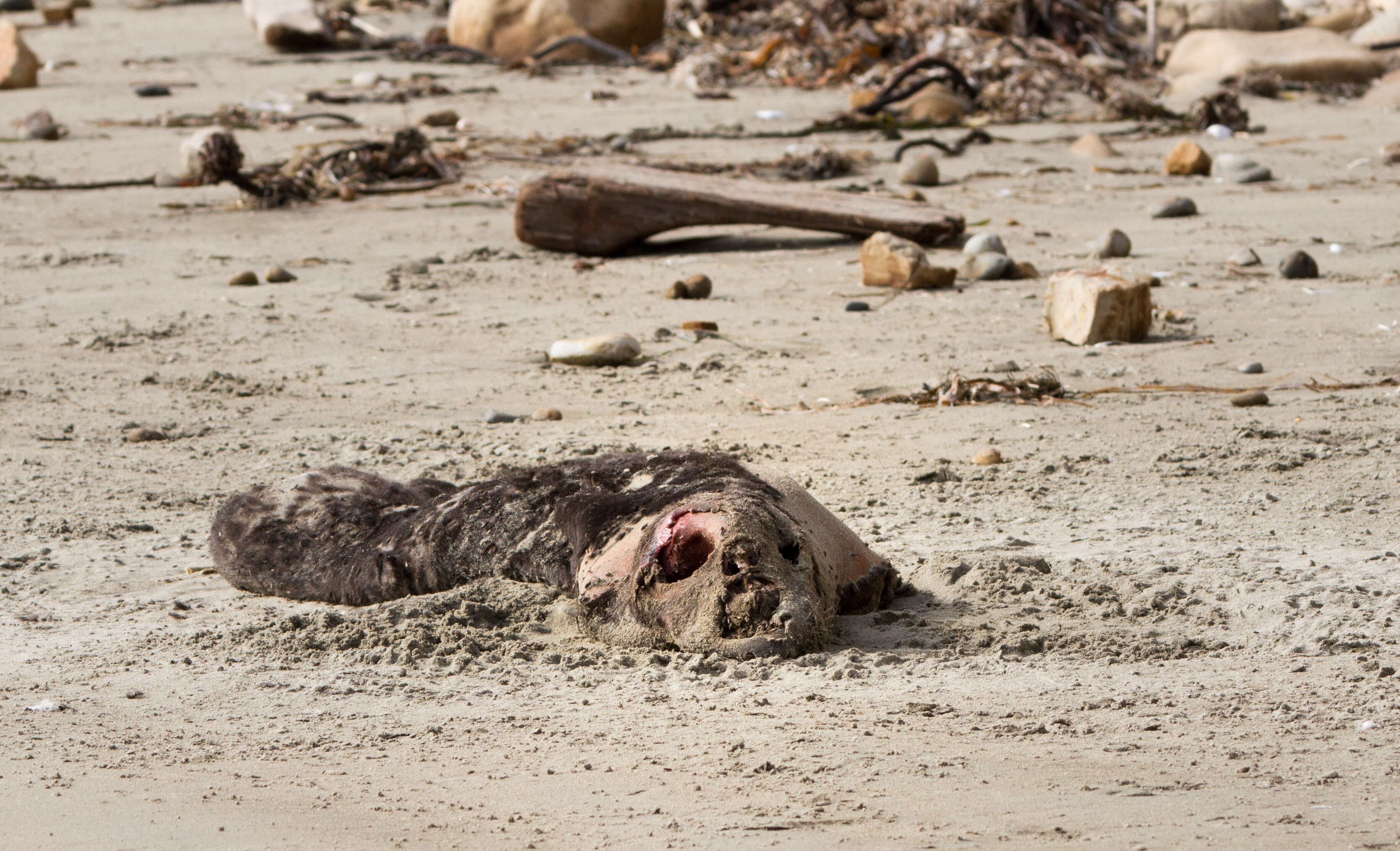 Image de Éléphant de mer du nord