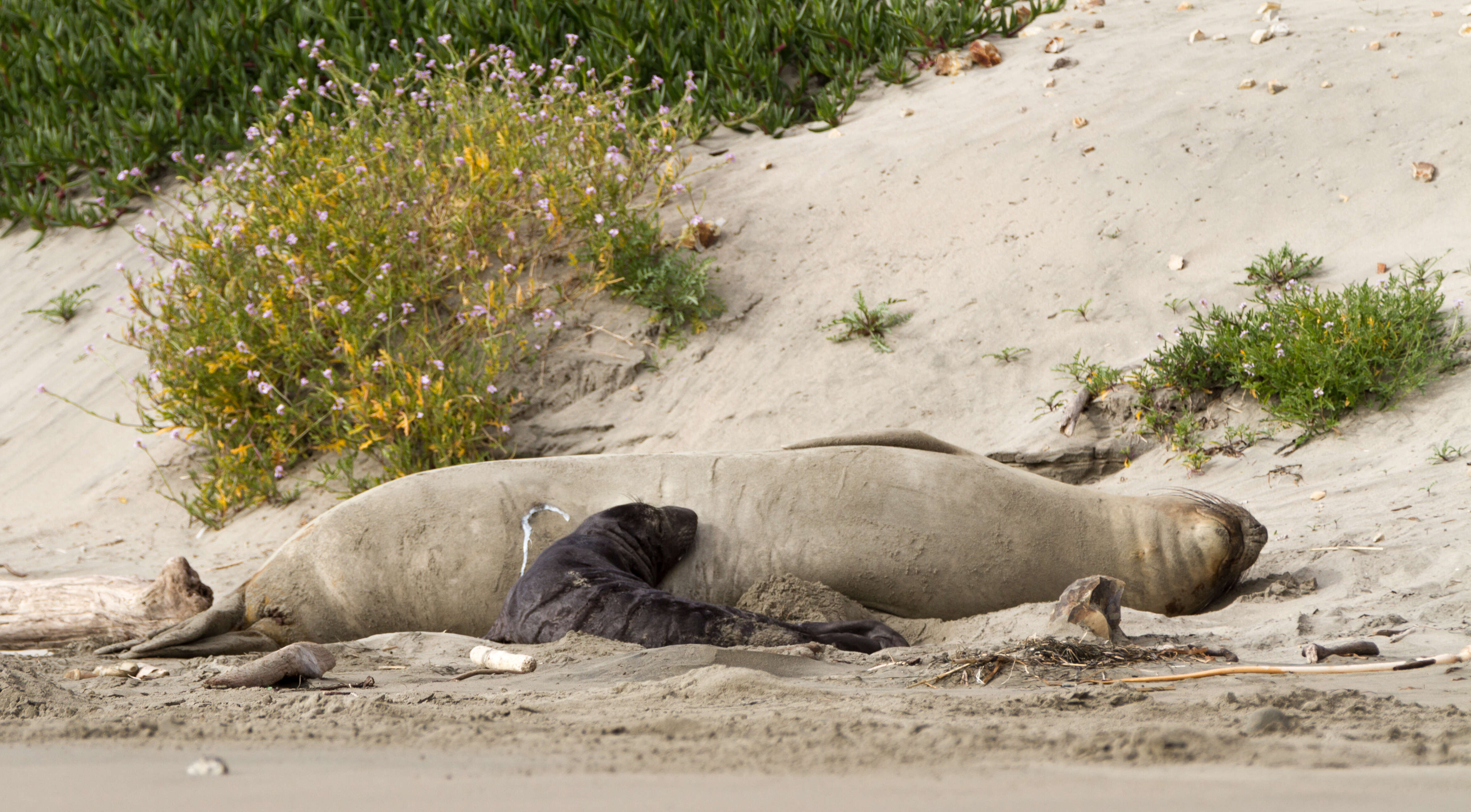 Image of Northern Elephant Seal