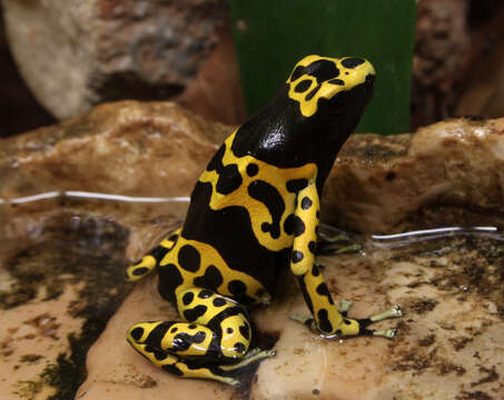 Image of Yellow-headed Poison Frog