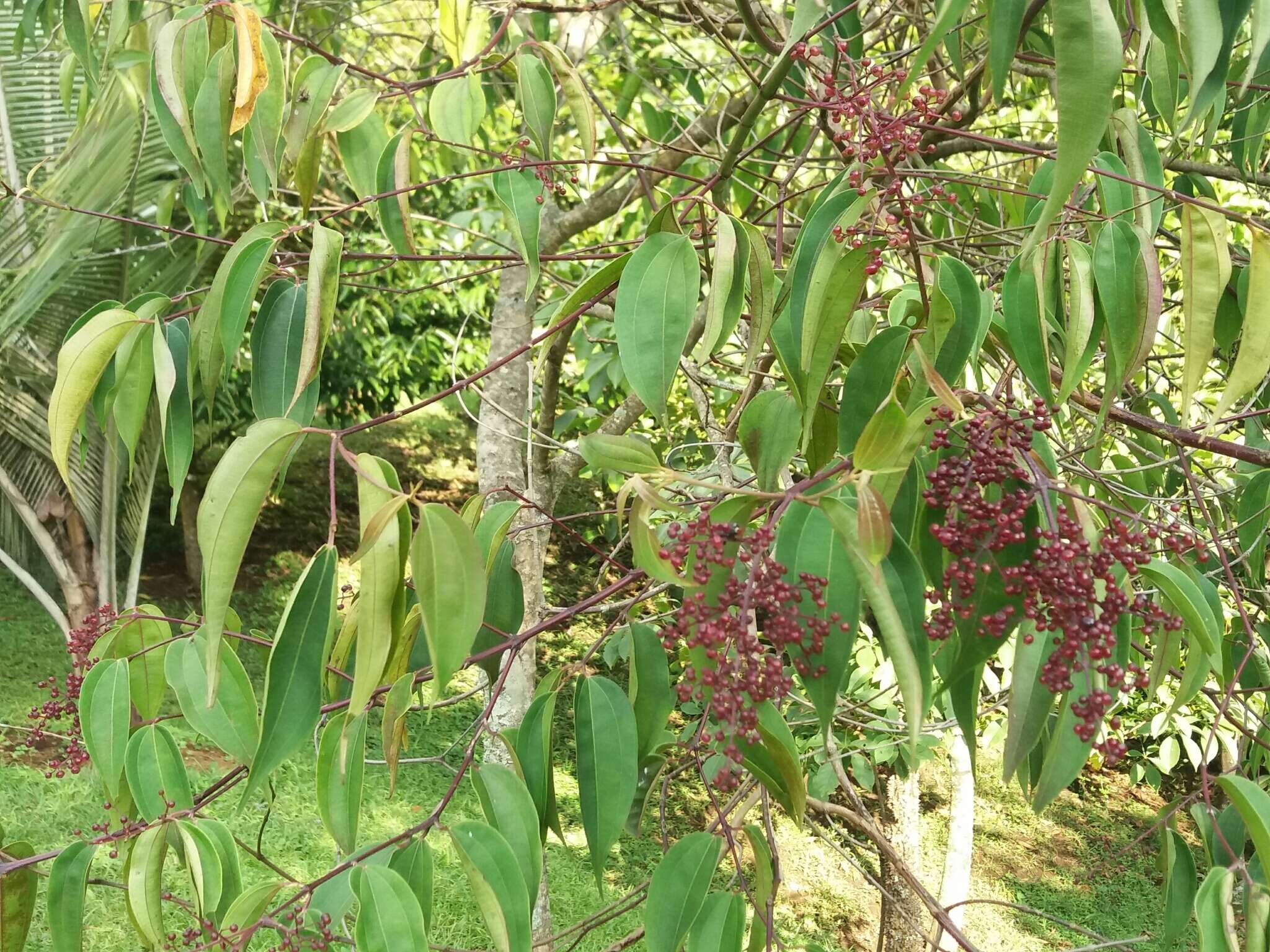 Imagem de Miconia minutiflora (Bonpl.) DC.