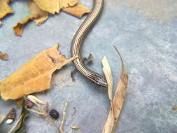 Image of Lined Supple Skink