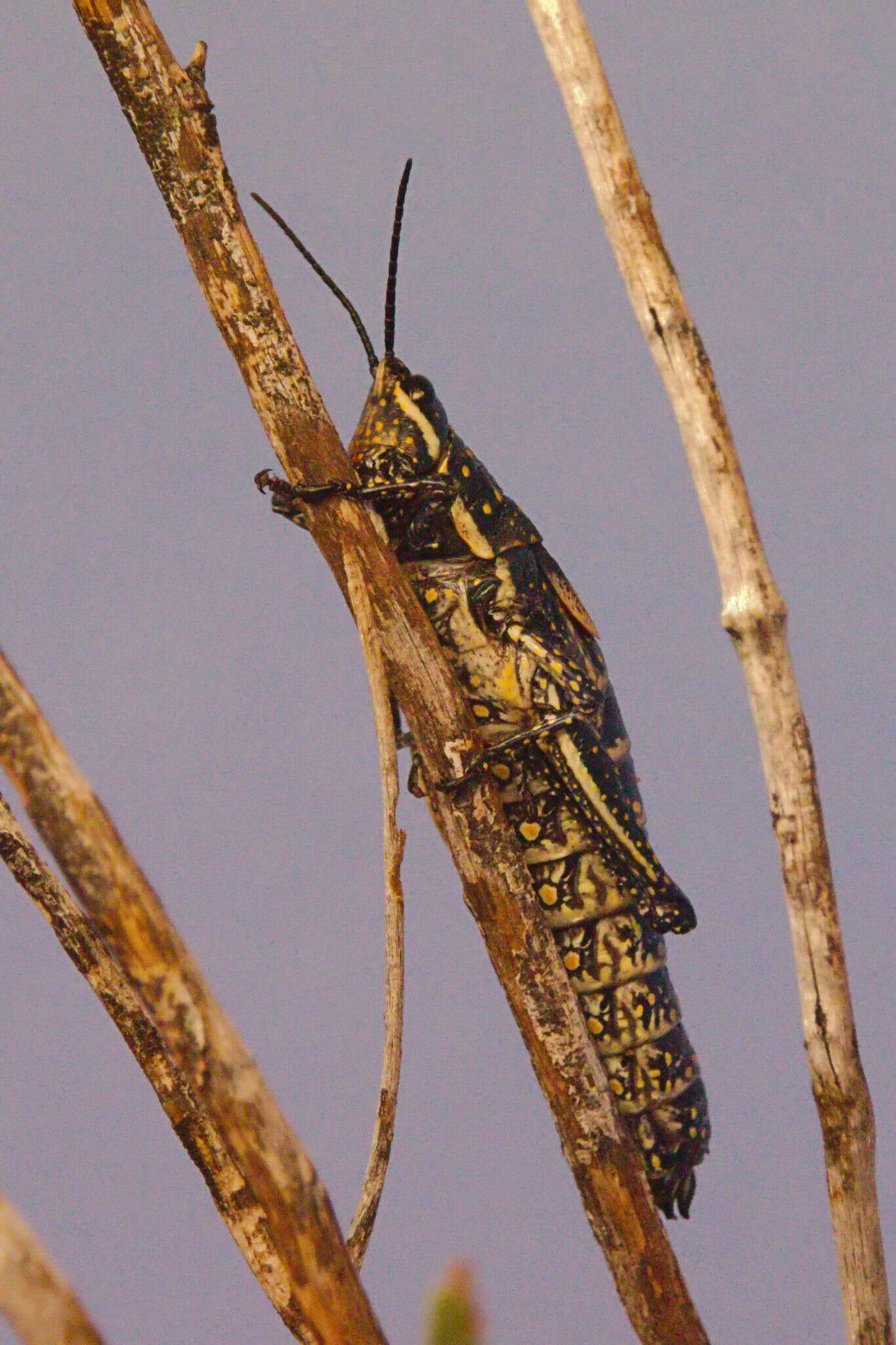 Plancia ëd Monistria pustulifera (Walker & F. 1871)