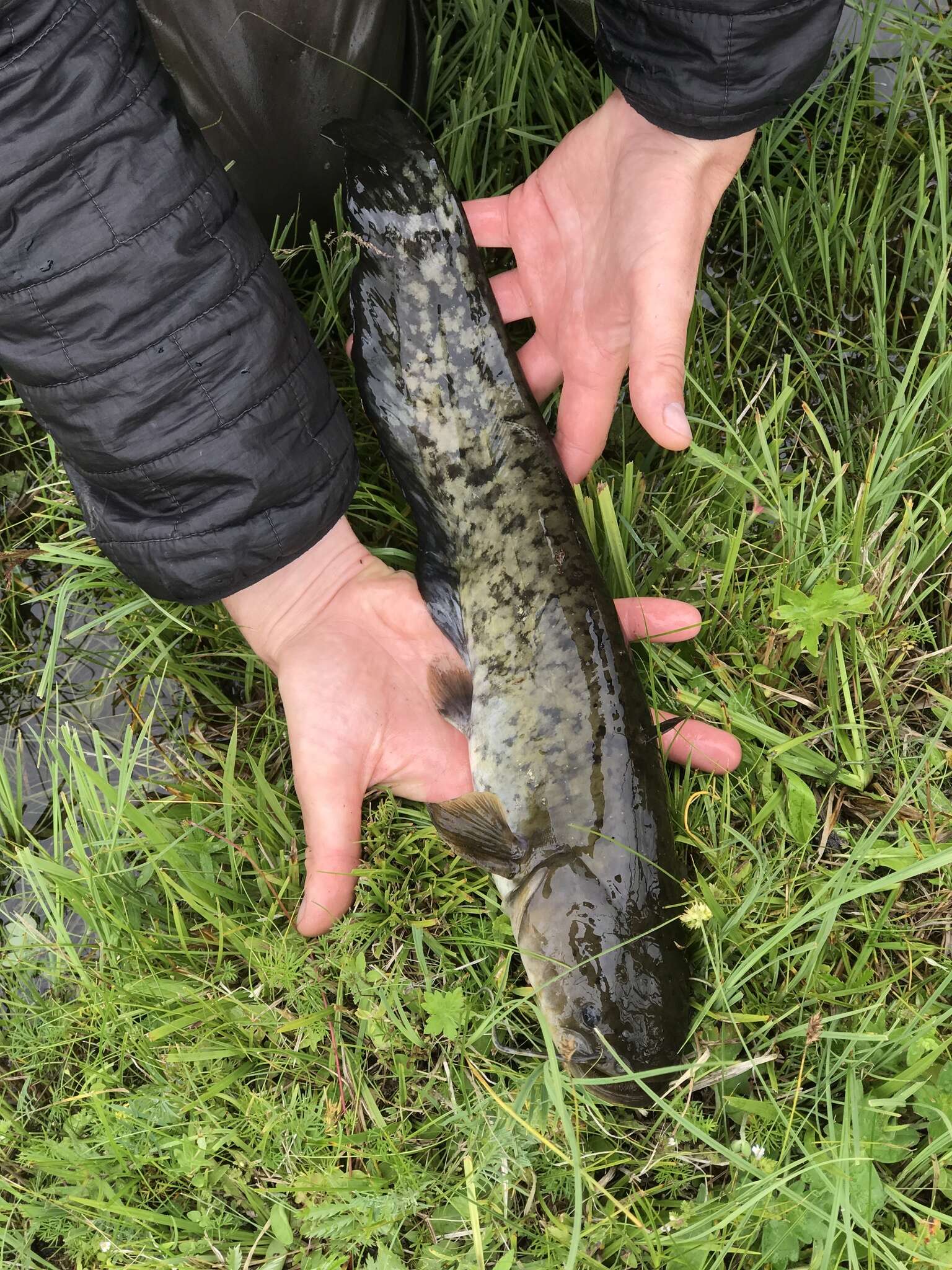 Image of Amur catfish