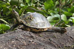 Image of Indian Roofed Turtle