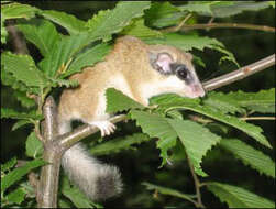 Image of Forest dormouse