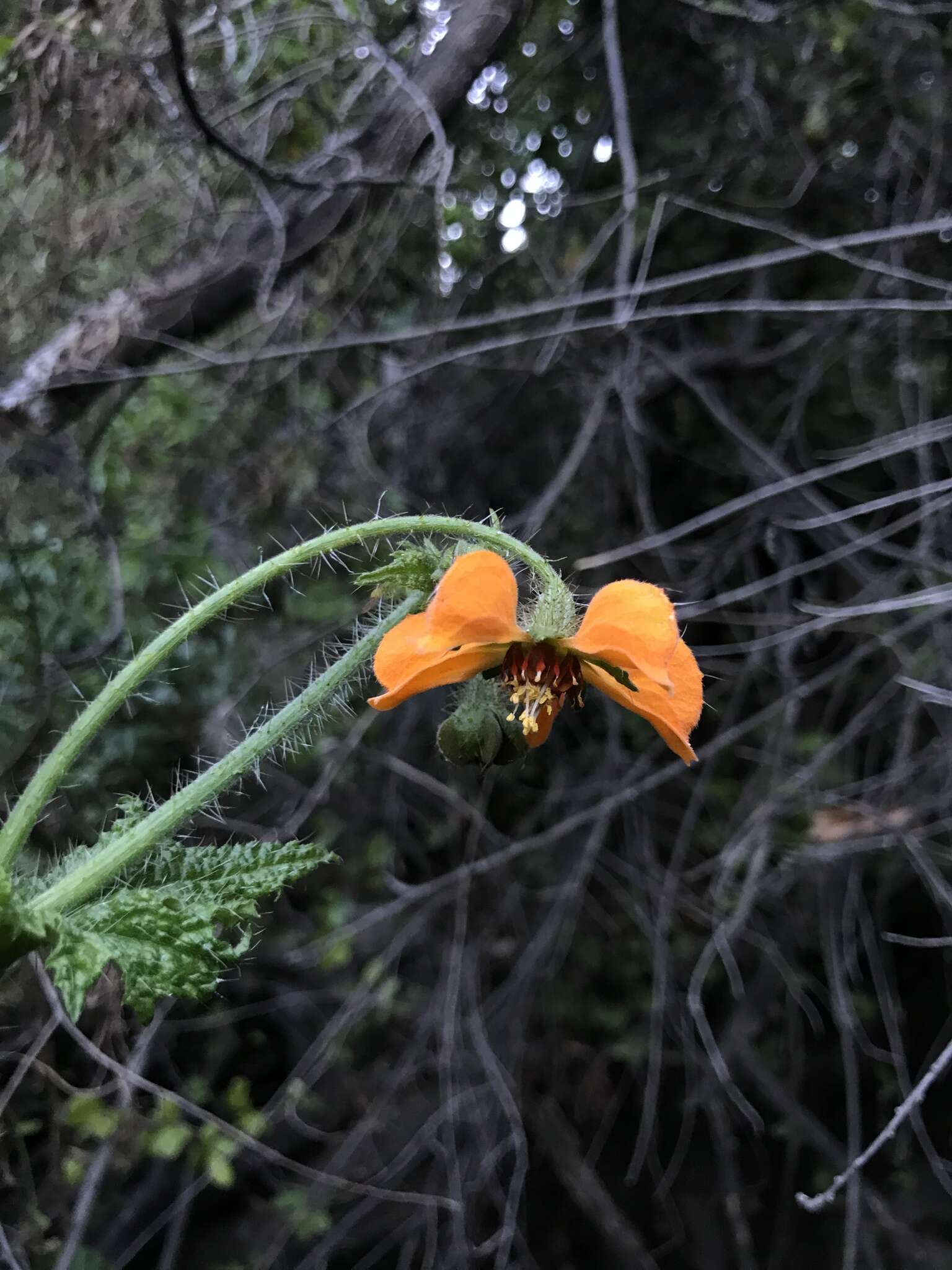 Image of Loasa sclareifolia Juss.