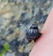 Image of Echinolittorina jamaicensis (C. B. Adams 1850)