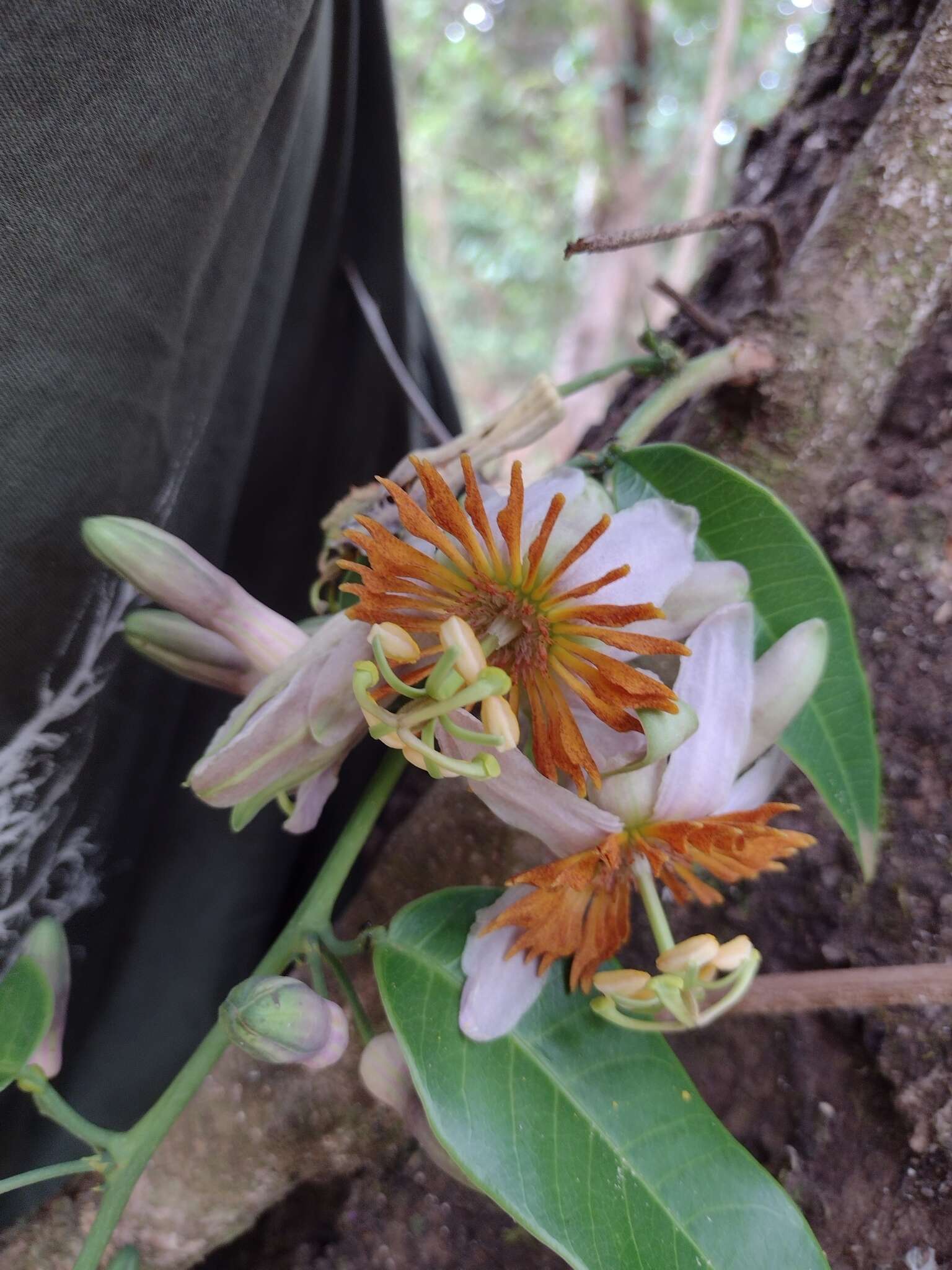 Passiflora cerradensis Sacco的圖片