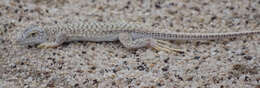 Image of Reticulate Sand Lizard