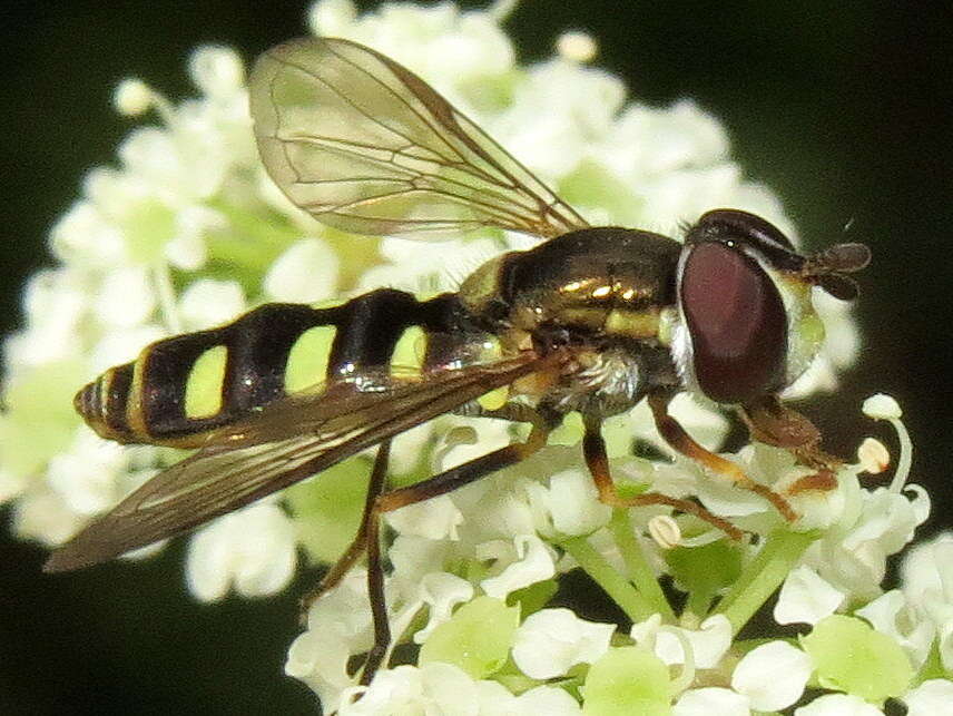 <i>Epistrophella emarginata</i> resmi