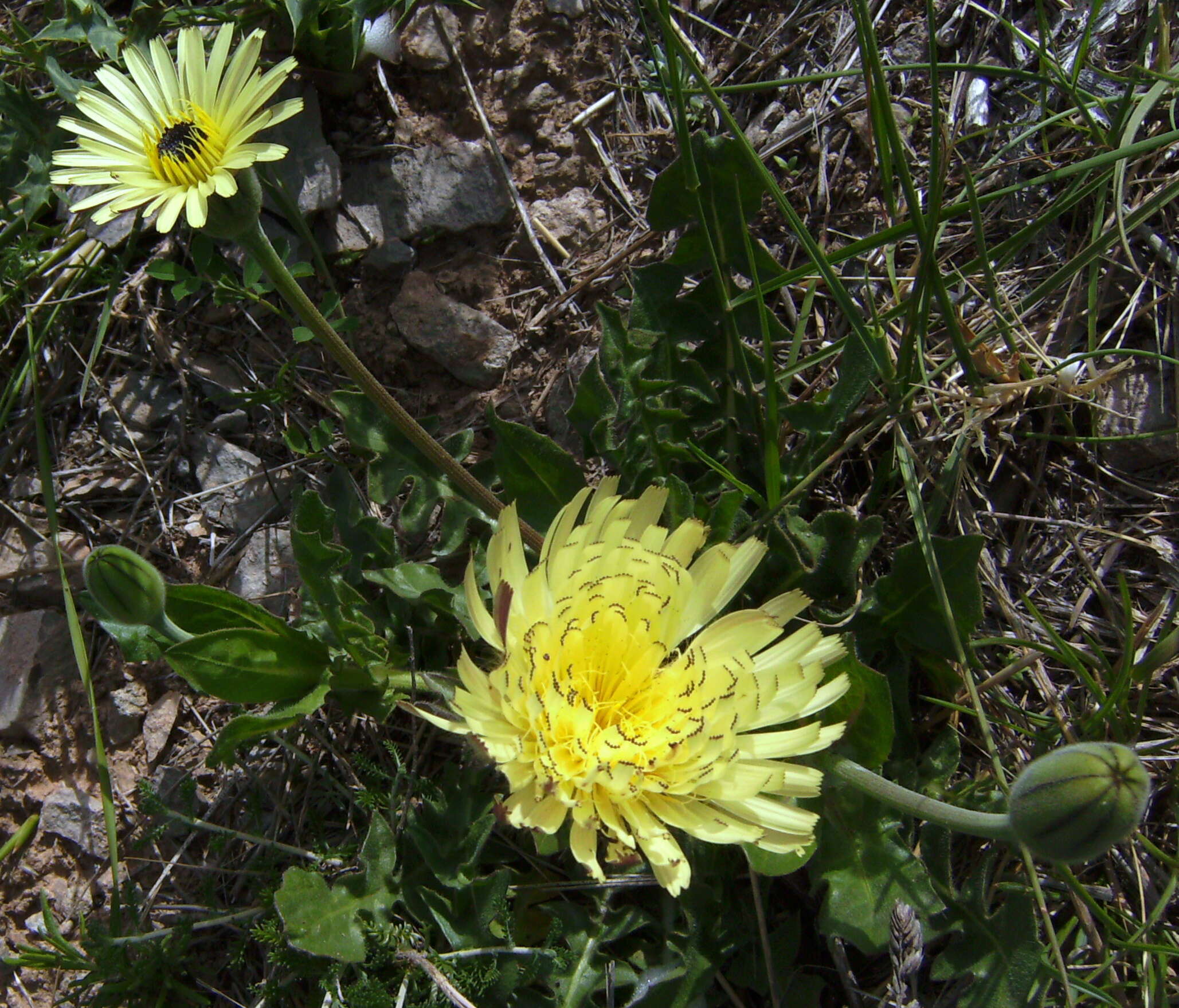 Image of Smooth Golden Fleece