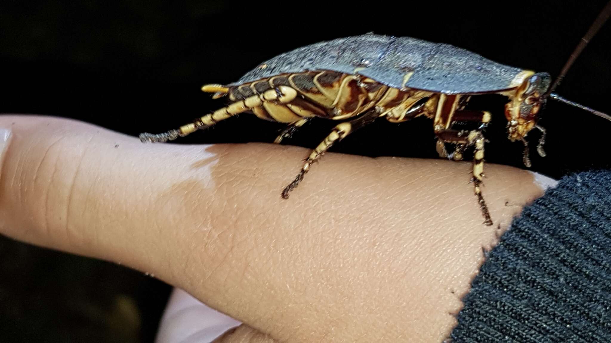 Image of native cockroach ( Australia )