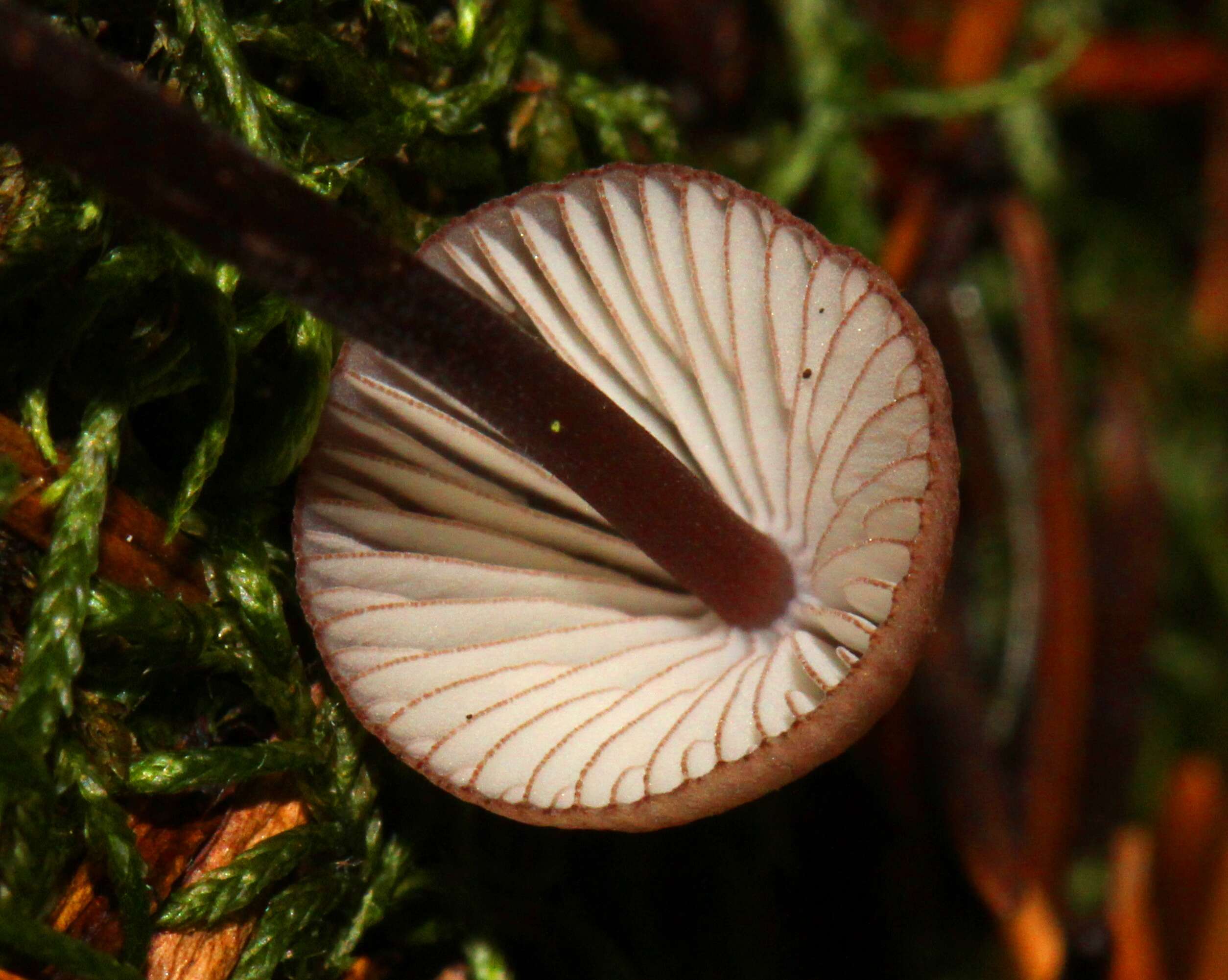 Mycena purpureofusca (Peck) Sacc. 1887 resmi