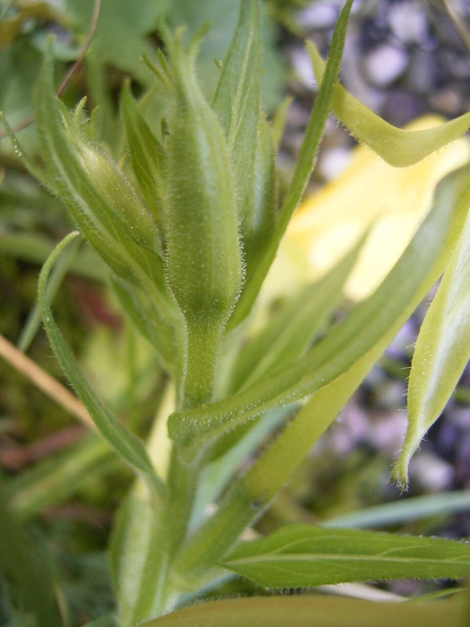 Imagem de Oenothera biennis L.