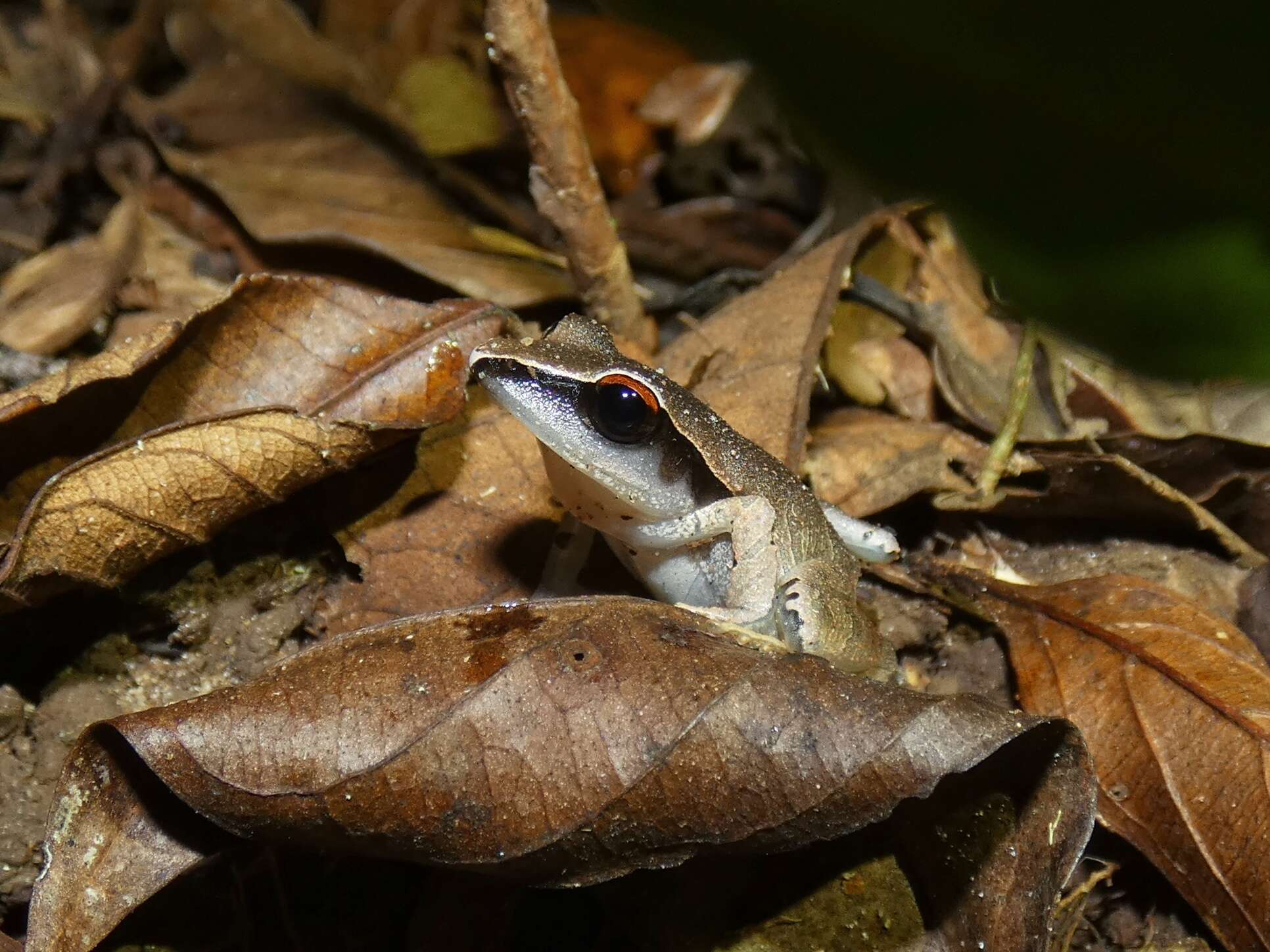 Image of Evergreen Robber Frog