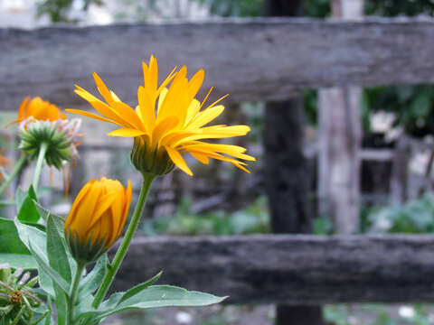 Image of pot marigold