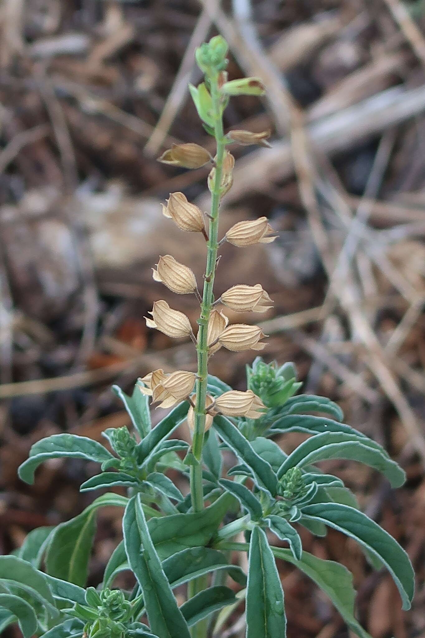 Salvia reflexa Hornem. resmi