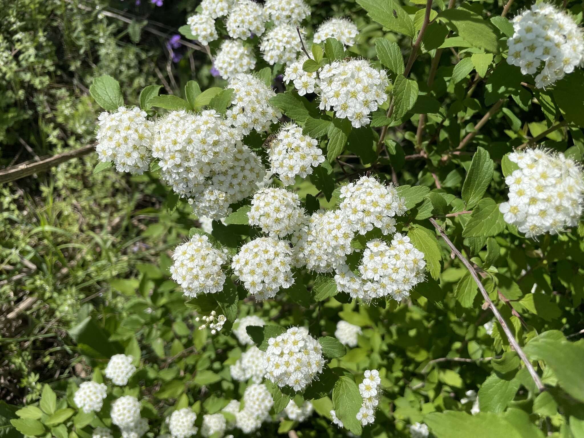 Image of Spiraea pubescens Turcz.