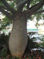 Image of Ceiba chodatii (Hassl.) P. Ravenna