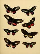 Image de Parides erithalion (Boisduval 1836)