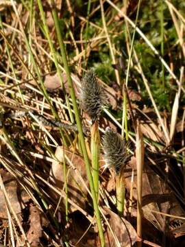 Image de Linaigrette dense