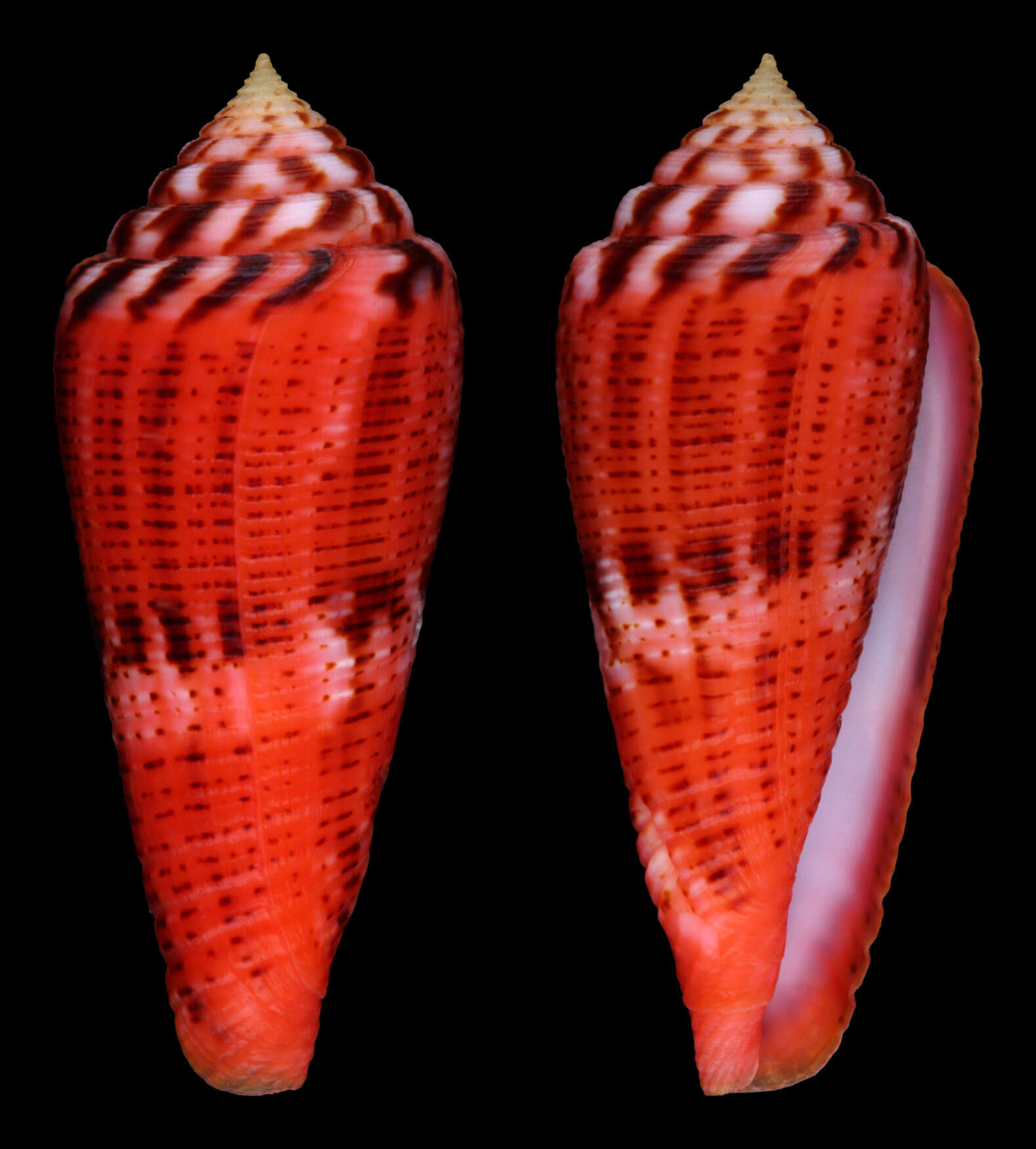 Image of Glory-of-the-Atlantic Cone