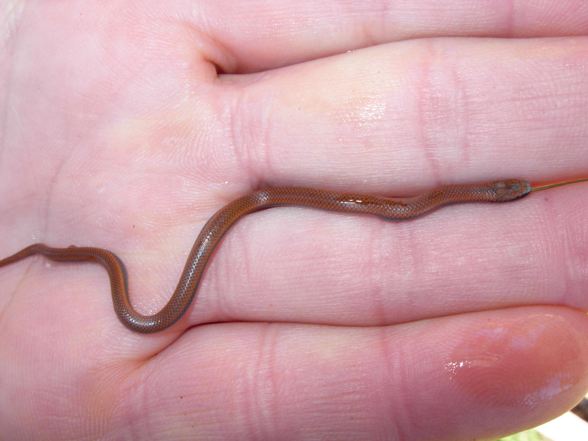 Image of Sharp-tailed Snake