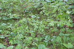 Image of Black Huckleberry