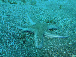 Image of Astropecten verrilli