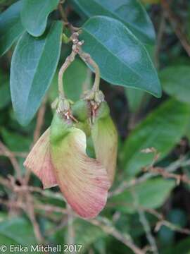 Plancia ëd Heteropterys purpurea (L.) Kunth