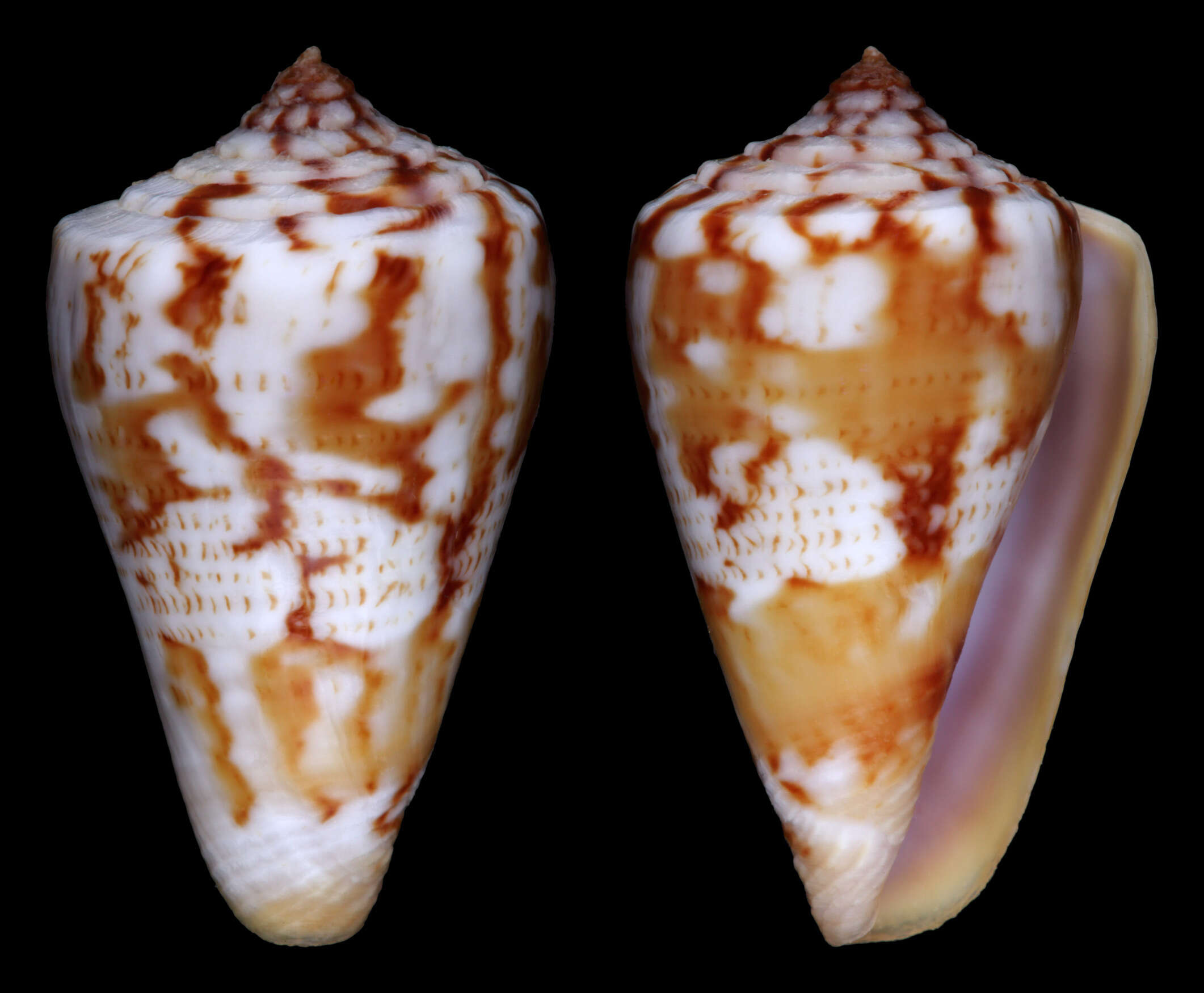 Image de Conus jucundus G. B. Sowerby Iii 1887