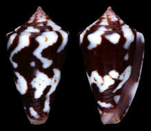 Image de Conus cardinalis Hwass ex Bruguière 1792