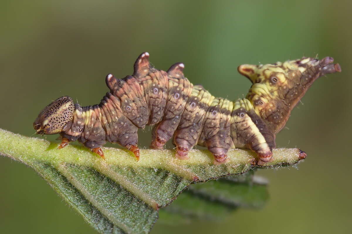 Plancia ëd Notodonta dromedarius Linnaeus 1767