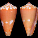 Image of Conus jacarusoi Petuch 1998