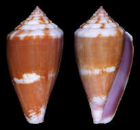 Image de Conus jucundus G. B. Sowerby Iii 1887