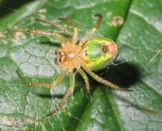 Image of Cucumber green spider