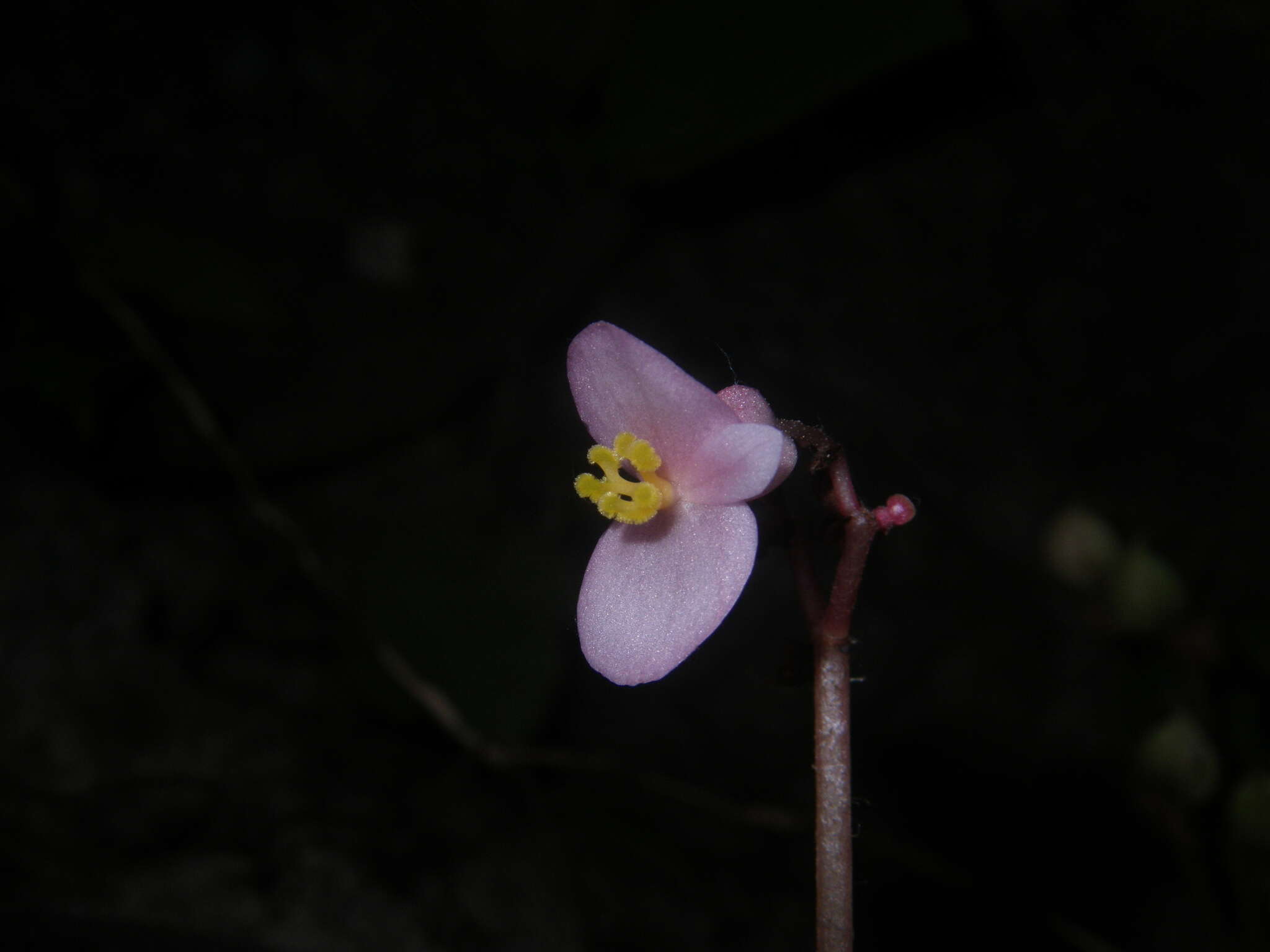 Image of Begonia chongzuoensis Yan Liu, S. M. Ku & C. I Peng