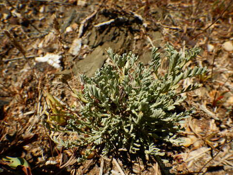 Image of Seriphidium caerulescens subsp. caerulescens