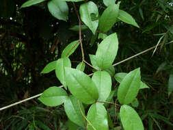 Image of Zanthoxylum nitidum (Roxb.) DC.