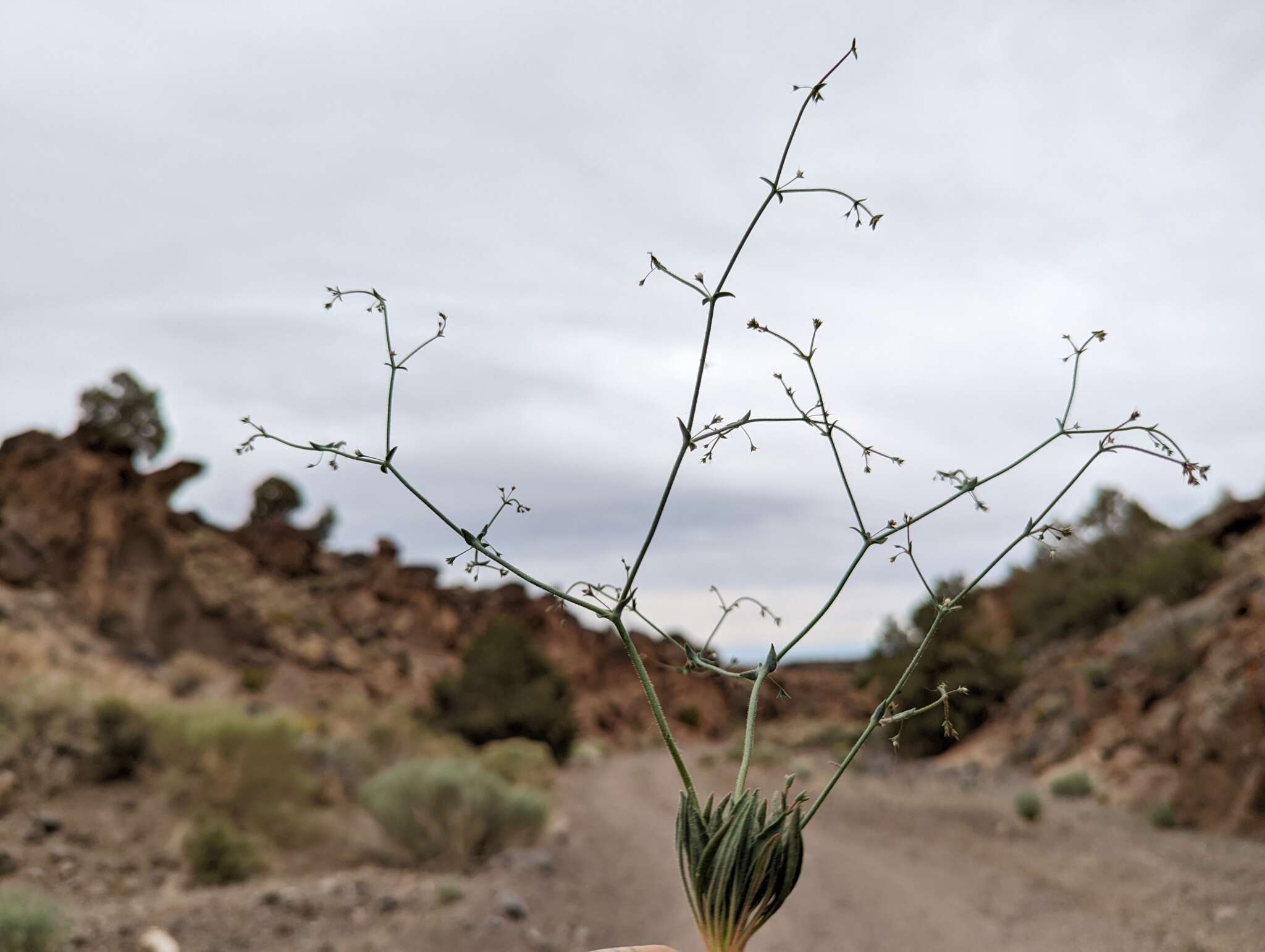 Image of narrowleaf oxytheca