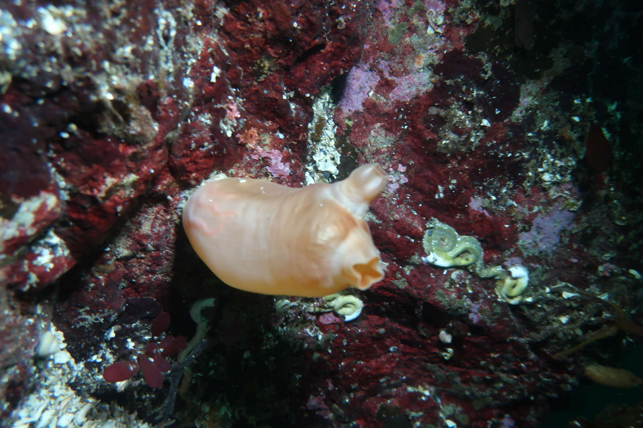 Image of Sea peach