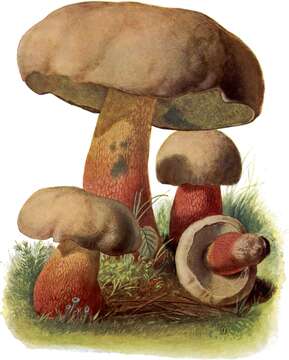 Image of Scarlet-stemmed Bolete