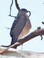 Image of Collared Sparrowhawk